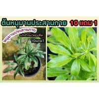ราคา ต้นหนุมานประสานกาย สมุนไพรไทย แก้ช้ำใน หอบหืด โรคเลือด อภัย ภูเบศ น์ ยาโบราณ พื้นบ้าน ผักสวนครัว ผลไม้ รักษา ป้องกัน (24118289132)