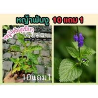 ราคา หญ้าพันงู หญ้าน้ำดับไฟ หญ้าพันงูเขียว ต้นไม้ สมุนไพรไทย ยาสมุนไพรพื้นบ้าน สมุนไพรโบราณ ผักสวนครัว ปุ๋ย ดิน เข้าตำรับยา (24071893792)