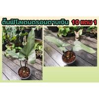 ราคา ต้นฟิโลเดนดรอนดาบเงิน เฟส 3 Philodendron silver sword ต้นไม้ฟอกอากาศ ไม้ด่าง ไม้ใบ ดิน ปุ๋ย กระถาง สวน (24069962523)