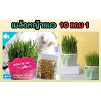 ราคา เมล็ดหญ้าแมว อาหารสำหรับสัตว์เลี้ยงแสนรัก หญ้าอ่อน ปลอดสารพิษ ปลูกง่าย โตไว ธรรมชาติ รักสัตว์ หญ้าเจ้านาย ทาสต้องซื้อ (24021435467)