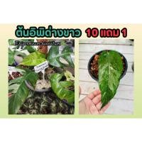 ราคา ต้นอิพิด่างขาว Epipremnum pinnatum ไม้ประดับ ตกแต่งบ้าน ไม่ด่าง ต้นไม้ ไม้ฟอกอาศ ด่างขาว ด่างเหลือง สวน ทนแดด (23164154559)