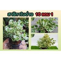 ราคา สาริกาใบด่าง ต้นไทรสาริกา ต้นไม้มงคล ไทรใบโพธิ์หัวกลับ ฟอกอากาศ ธรรมชาติ ปลูกง่าย แต่งสวน ตกแต่งบ้าน รั่วต้นไม้ พืช (18187459356)