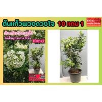 ราคา ต้นแก้วพวงดวงใจ พวงมณี ดอกแก้ว ดอกมะลิ ดอกไม้หอม พวงมาลัย ต้นไม้ไทยโบราณ ดิน ปุ๋ย กระถาง เมล็ดพันธุ์ ต้นกล้า จัดสวน ไม้ (54706728171)