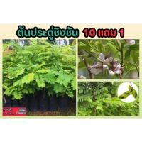 ราคา ต้นประดู่ชิงชัน สูง 25 35 ซม ชิงชัน พยุงหิน พยุงเเกลบ พยุงเเดง เก็ดเเดง ต้นเก็ดเเดง เก็ดดำ ไม้ทำเงิน ไม้ยืนต้น ป่า (26057974193)