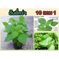 ราคา ต้นยี่หร่า สมุนไพรไทย ต้นไม้ ผักสวนครัว เครื่องเทศ อาหาร สลัด ต้นกล้า เมล็ดพันธุ์ ดิน ปุ๋ย กิ่งชำ ผลไม้ ใบ (25976063787)
