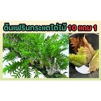ราคา ต้นเฟรินกระแตไต่ไม้ กาบแกะสดจากต้น กาบจำศีล ขายเป็นกาบ ต้นไม้ เกาะกำแพง ฟอกอากาศ ไม้ใบ ไม้เลื้อย แต่งสวน ปลูกง่ายมาก (25919366939)