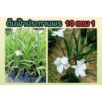 ราคา ต้นฟ้าประทานพร ต้อยติ่งฝรั่งดอกสีขาว ดอกไม้ประดับ ไม้แดด ต้นไม้ดอกสีขาวหายาก ดอกไม้สวย ปลูกง่าย ธรรมชาติ ตกแต่งบ้าน (24268779899)