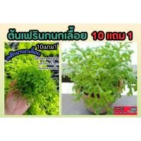 ราคา ต้นเฟรินกนกเลื้อย สวนน้ำตก สวนหิน ไม้น้ำ เฟรินกนกนารีเลื้อย เฟรินนาคราช มอสดิน ต้นกล้า เมล็ดพันธุ์ ดิน ปุ๋ย ไม้ธรรมชาติ (29359228160)