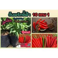 ราคา ต้นพริกชี้ฟ้า ผักสวนครัว จินดา ขี้หนูสวน ผักชี ต้นหอม มะนาว พริกกระเหรียง ผัก สมุนไพรไทย น้ำพริก ต้นกล้า เมล็ดพันธุ์ไม้ (26316864826)