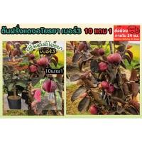 ราคา ต้นฝรั่งแดงอโยธยา เบอร์3 ต้นสูง 60 70 ซม ผลไม้ไทย ต้นกล้า ผักสวนครัว ไม้ผลยืนต้น ธรรมชาติ กระถาง สีแดง กิมจู หงส์เปาสือ (44257440105)