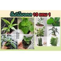 ราคา ต้นไม้มงคล ไม้ในร่ม จัดเซ็ท 4 กระถาง ราคาพิเศษ ฟอกอากาศได้ ตกแต่ง บ้าน วางโต๊ะทำงาน ประดับ สวน ต้นไม้แข็งแรง ไม้มงคล (25719804906)