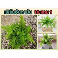 ราคา เฟิร์นอันดามัน ไม้ประดับในร่ม ตกแต่งบ้าน ร่มรื่น ไม้ประดับ สมุนไพร ต้นไม้ ฟอกอากาศ สวน จัดสวน แต่งบ้าน สวนครัว (25671116917)