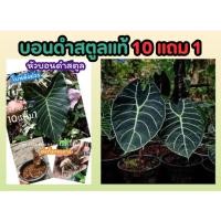 ราคา บอนดำสตูลแท้ ต้นไม้ ฟอกอากาศ แต่งสวน ส่งพร้อมกระถางหัวแตกหลอดพร้อมผลิใบ หลังใบม่วง ไม้มงคล บอนสตูลดำ ของดีของใต้ (25669346181)