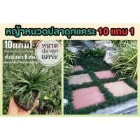 ราคา หญ้าหนวดปลาดุกแคระ จัดสวนในร่มทดแทนการปูหญ้า ไม้ประดับ สมุนไพร ต้นไม้ ฟอกอากาศ สวน จัดสวน แต่งบ้าน สวนครัว (25721246720)