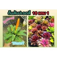 ราคา ต้นสับปะรดสี ต้นไม้มงคล ไม้ฟอกอากาศ จัดสวน แต่งบ้าน ในร่ม คอนโด รำไร ไม้ใบ สวนเฟริน ปุ๋ย ดิน หิน กระถางต้นไม้ หญ้า ผัก (24970087292)