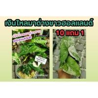 ราคา เงินไหลมาด่างขาวฮอลแลนด์ ก้านชมพู syngonium ไม้ด่าง ไม้ฟอกอากาศ ไม้มงคล ต้นไม้ ดอก ใบ ดิน ปุ๋ย กระถาง (24669805151)