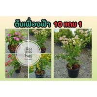 ราคา ต้นเฟื่องฟ้า ไม้ประดับ ไซส์ใหญ่กระถาง 12 นิ้ว สมุนไพร ต้นไม้ ฟอกอากาศ สวน จัดสวน แต่งบ้าน แต่งสวน จัดสวน สวนครัว (23464126645)