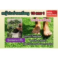 ราคา หญ้าใบต่างเหรียญ กระถาง 6 นิ้ว ไม้หายาก ธรรมชาติ กระถาง หญ้านวลน้อย หญ้ามาเลย์ หญ้าญี่ปุ่น หญ้าแพรก คลุมดิน ต้นตีนตุ๊กแก (40510627345)