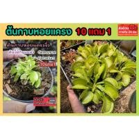 ราคา ต้นกาบหอยแครง พืชน้ำ ต้นไม้ กินแมลง หม้อข้าวหม้อแกงลิง จัดสวนขวด Terrarium สวนถาด กล้วยไม้ เฟิร์น มอสดิ ต้นไม้น้ำ ตู้ปลา (29044304885)