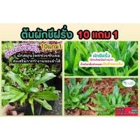 ราคา ต้นผักชีฝรั่ง ผักสวนครัว ปลอดสาร ปลูกดี เครื่องเทศ ผักชีไทย ผักชีลาว ผักชีช้าง ผักชีใบเลื่อย ต้นไม้ ต้นกล้าเมล็ดพันธุ์ (29709231311)