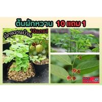 ราคา ต้นผักหวานบ้าน ผักพื้นบ้าน สลัด ต้นกล้า เมล็ดพันธุ์ กิ่งชำ ผักหวานป่า ตำลึง แกงลาว สมุนไพรไทย ดิน ปลอดสาร ปลูกง่าย สวน (26209221732)