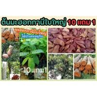 ราคา ต้นมะฮอกกานีใบใหญ่ สูง 40 50 ซม ต้นไม้ป่าเศรษฐกิจ ไม้ยืนต้นปลูกเพื่อออมเงิน ร่มรื่น บ้าน สวน ตกแต่ง ปลูกป่ายืนต้น (25771371187)
