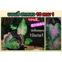 ราคา บอนสี ฮกหลง กระถาง 5 6 นิ้ว ไม้มงคล ไม้ประดับ ต้นไม้ฟอกอากาศ ไม้ใบ บอน ไม้ด่าง แต่งสวน แต่งบ้าน ดิน ปุ๋ย (25720089347)
