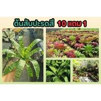 ราคา ต้นสับปะรดสี ต้นไม้มงคล ไม้ประดับ ไม้ฟอกอากาศ คอนโด จัดสวน แต่งบ้าน ในร่ม รำไร ไม้ใบ สวนเฟริน ปุ๋ย ดิน หิน หญ้า ผัก (25621113118)