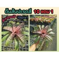 ราคา ต้นสับปะรดสี ต้นไม้มงคล ไม้ฟอกอากาศ สวนเฟริน คอนโด จัดสวน แต่งบ้าน ในร่ม รำไร ไม้ใบ ปุ๋ย ดิน หิน กระถางต้นไม้ หญ้า (25521483821)
