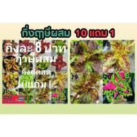 ราคา กิ่งฤาษีผสม ตัดสด 10 แถม 1 ต้น ต้นไม้มงคล ไม้ประดับ วางโต๊ะทำงาน ฤษีผสม ลูกค้าทักแชท เช็คสีที่ต้องการก่อนสั่งซื้อ (25117392135)