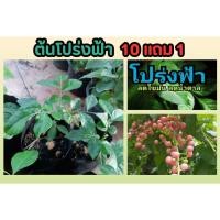 ราคา ต้นโปร่งฟ้า ส่องฟ้า ส่องฟ้าดง สมุยหอม สมุนไพรไทย หวดหม่อนต้น ลอดฟ้า อภัยภูเบศน์ ตำรับยาไทย ผักสวนครัว ป้องกัน บำรุง (24921892018)