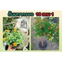 ราคา ต้นผกากรอง กระถาง 5 นิ้ว พร้อมบาน ไม้ดอก ไม้ประดับ ตกแต่งบ้าน แต่งสวน ต้นไม้ ปลูกง่าย ปุ๋ย ดิน หิน ผักสวนครัว ผลไม้ (24570086933)