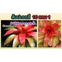 ราคา ต้นสับประรดสี ต้นไม้มงคล ฟอกอากาศ สีชมพู 1บาท ส่งฟรี จัดสวน แต่งบ้าน หิน ปุ๋ย กระถาง พืช ปลูกง่าย ต้นไม้ มงคล รั้วบ้าน (24270079318)