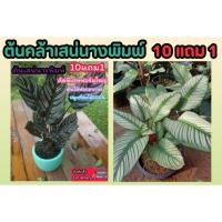ราคา ต้นคล้าเสน่นางพิมพ์ คล้าขุนแผน ต้นไม้ฟอกอากาศ ปลูกในร่ม ดิน ธรรมชาต กระถาง ต้นกล้า เมล็ดพันธุ์ กิ่งชำ สวนน้ำตก แต่งบ้าน (28666869385)