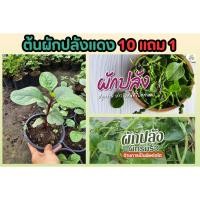ราคา ต้นผักปลังแดง ผักสวนครัว สมุนไพร แก้ท้องผูก ผักสลัด ดิน หิน ปุ๋ย กระถาง เมล็ดพันธุ์ ต้นไม้ ใบ ฟิกอากาศ พื้นบ้าน บำรุงไต (25471946755)