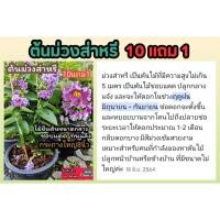 ราคา ต้นม่วงส่าหรี กระถาง 8 นิ้ว ดอกไม้สีม่วง ต้นไม้มงคล ต้นกล้า กิ่งชำ เพาะเมล็ด เมล็ดพันธุ์ ผัก ผลไม้ ดิน ปุ๋ย กระถาง ซุ้ม (26706257021)
