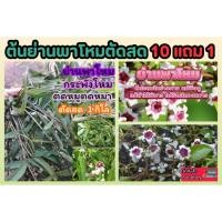 ราคา ต้นย่านพาโหมตัดสด ไร้สาร กระพังโหม ตดหมูตดหมา สมุนไพรไทย เบาหวาน อักเสบ ป้องกัน ความดัน ภูมิแพ้ ไขมันอุดตัน ปลอดสารเคมี (26159216565)
