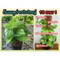 ราคา ต้นพลูด่างใบใหญ่ ต้นไม้ ฟอกอากาศ ไม้มงคล ไม้ในร่ม สวน ตกแต่ง บ้าน ร่มรื่น ปลอดสาร ปลูกง่าย โตไว ไม้เลื้อย ร่มไทร ป่า (25970094880)