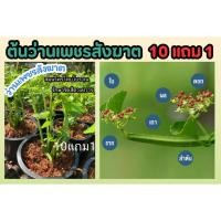 ราคา ต้นว่านเพชรสังฆาต สมุนไพรไทย แก้ริดสีดวง ต้นไม้ ยาสมุนไพร ตำรับยา สมุนไพรโบราณ อภัยภูเบศ ผักสวนครัว ดิน ปุ๋ย กระถาง (25468314557)