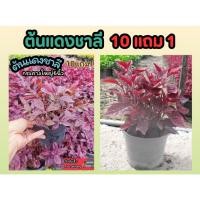 ราคา ต้นแดงชาลี กระถาง 6 นิ้ว ชอบแดดทนแล้ง ต้นไม้คลุมดิน จัดสวน แต่งบ้าน ผักสลัด มณีล้อมเพชร ต้นกล้า เมล็ดพันธุ์ สวนดอกไม้ (25283236435)