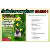 ราคา กิ่งต้นอังกาบหนูตัดสด ความยาว 3 ข้อ สมุนไพร ตำรับยา รักษา บำรุง ป้องกัน ฟื้นฟู มะเร็ง ชาสมุนไพร ปลอดสาร สวน (29107772879)