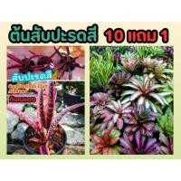 ราคา ต้นสับปะรดสี กิเลนแดง สับปะรดสีกิเลน Cryptanthus Elan จัดสวน แต่งบ้าน แต่งสวน ต้นไม้ ฟอกอากาศ สวน สวนครัว ไม้ประดับ (25569919217)