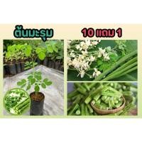 ราคา ต้นมะรุม สมุนไพรไทย อภัยภูเบศน์ ตำรับยา ผักสวนครัว ผลไม้ ผักเคียง โบราณ บำรุง รักษา ป้องกัน อาหารเสริม ปุ๋ย ต้นไม้ ดิน (25372020554)
