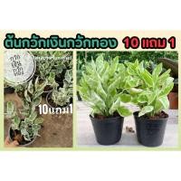 ราคา ต้นกวักเงินกวักทอง ต้นไม้มงคลเสริมโชคลาภ ต้นด่างขาวเรียกทรัพย์ ไม้ประดับ ไม้ฟอกอากาศ ไม้ใบ สวนแต่งบ้าน ผักสวนครัว ดิน (24719787590)