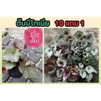 ราคา ต้นบีโกเนีย Begonia บีโกเนียไฮบริด ไม้ประดับในร่ม ไม้ดอก ตกแต่งบ้าน ตกแต่งสวน ดอกไม้ ไม่ใบ ปลูกง่าย ต้นแข็งแรง ดิน (24670086383)