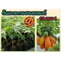 ราคา ต้นมะละกอฮอลแลนด์ ไม้ต้นกล้า ผลไม้ ผัก สวนครัว ปลูกง่าย ไร่ นา สวน ธรรมชาติ ต้นแข็งแรง ปลูกรอบบ้าน ผลกินได้ ลูกดกหวาน (24320973946)