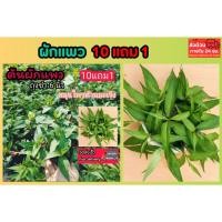 ราคา ผักแพว ผักไผ่ เครื่องเคียงจิ้มน้ำพริก น้ำพริกปลาร้า น้ำพริกกะปิ สมุนไพรไทย ผักสวนครัว ปลอดสาร ปลูก จัดสวน เมล็ดพันธุ์ (47556748220)
