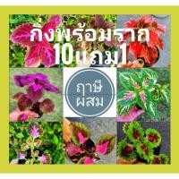 ราคา ฤาษีผสม รุ่นกิ่งพร้อมราก ต้นไม้มงคล วางโต๊ะทำงานได้ ต้นไม้ ธรรมชาติ ใบไม้สวยงาม ไม้ประดับ ไม้ใบ ระบุต้นในแชท (25418840321)