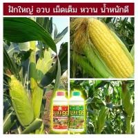 ราคา ส่งฟรีไม่ใช้โค๊ด บูม99 ปุ๋ยน้ำสำหรับพืชทุกชนิด ผลผลิตเพิ่มพูล ขนาด 1000 cc ไม่ได้ผลยินดีคืนเงิน ของเเท้ราคาโรงงาน ขายดี (25375740845)