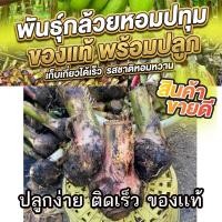 ราคา หน่อกล้วยหอมทองปทุมแท้แท้ ต้นพันธุ์คุณภาพ ส่งตรงสวน แบบเดียวกับกล้วยเซเว่น หวานหอม ผลสวย 3 หน่อ (41028537101)
